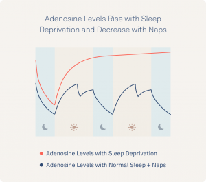 Adenosine Levels 