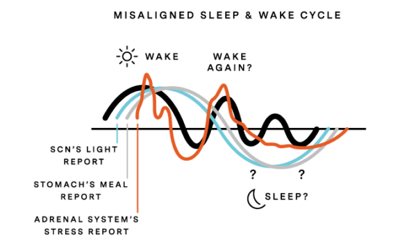 The Science of Sleep: Circadian Rhythm & the Sleep-Wake Cycle