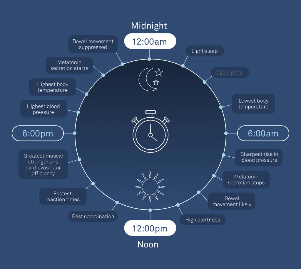 Circadian Rhythm Graphic