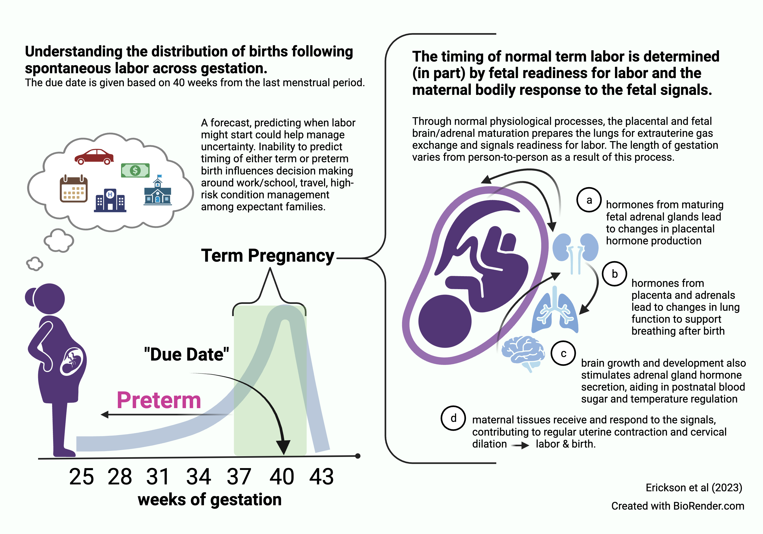 Distribution of labor and birth in human populations and fetal maturation leading to labor onset.