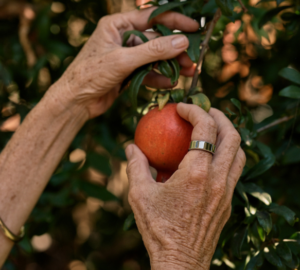 Woman picking an apple wearing Oura Ring