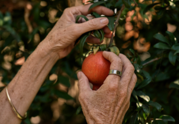 Woman picking an apple wearing Oura Ring