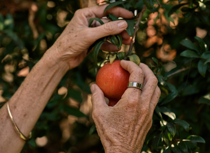 Woman picking an apple wearing Oura Ring