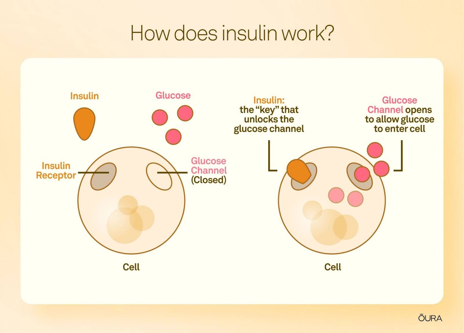 How does insulin work? 